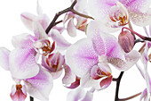 Phalaenopsis