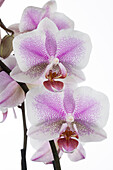 Phalaenopsis