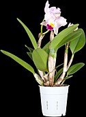 Cattleya