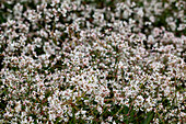 Euphorbia hypericifolia Diwali White Blast