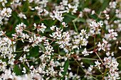 Euphorbia hypericifolia Diwali White Blast