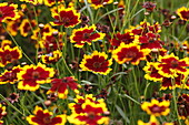 Coreopsis hybr. Highland Blast