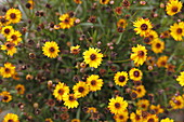 Coreopsis hybr. Prairie Gold