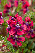 Cuphea llavea 'Vienco Purple-Red'