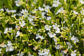 Cuphea hyssopifolia Cupid 'White Improved'