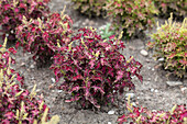 Coleus Colissima® 'Raspberry'