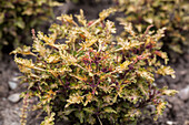 Coleus Colissima® 'Capri'