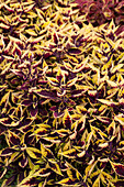 Coleus Walter Turner