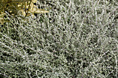 Helichrysum petiolare 'Silverstar'