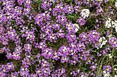 Lobularia 'Bicolor Lilac Stream' 