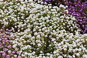 Lobularia 'Silver Stream