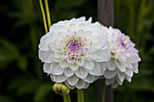 Dahlia 'Eveline'