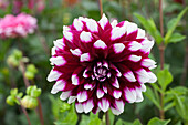 Dahlia Decorative