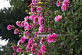 Decorative Dahlia Onesta, pink