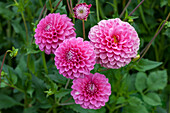 Dahlia 'Peter'