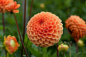 Dahlia 'Silvia