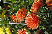 Kaktus-Dahlie Ludwig Helfert, orange 