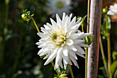 Dahlia 'My Love