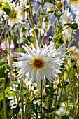 Dahlia Cactus, white