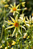 Dahlia 'Honka', yellow