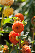 Dahlia Bantling