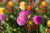 Dahlia 'Jan Van Schaffelaar'