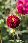 Dahlia 'Natal'