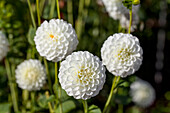 Dahlia White Aster