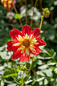 Dahlia La Giaconda