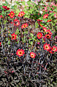 Dahlia 'Happy Single Flame'