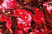 Begonia x hybr. BIG Red, dark foliage