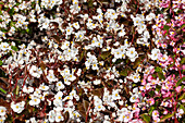 Begonia semperflorens 'Party' F1, white