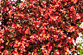 Begonia semperflorens 'Stara' F1, red