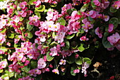Begonia semperflorens 'Super Olympia® Rose'