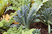 Brassica oleracea var. acephala 'Nero di Toscana'