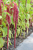 Amaranthus caudatus 'Coral Fountain'