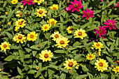 Zinnia 'Zahara Yellow Improved'