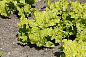 Lactuca sativa var. acephala 'Australian Yellow'