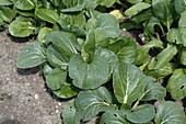 Brassica rapa var. chinensis