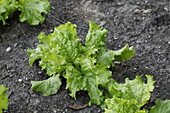 Lactuca sativa var. capitata 'Laibacher Eis' (Laibach ice-cream)