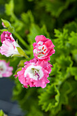 Pelargonium grandiflorum Bermuda Pink