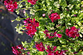 Pelargonium peltatum 'PAC® Mary'