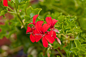Pelargonium peltatum 'Decora Red