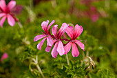 Pelargonium  peltatum 'Decora Rosa'