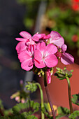 Pelargonium zonale 'Antique Pink