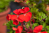 Pelargonium zonale 'Antique Scarlet' Pelargonium zonale