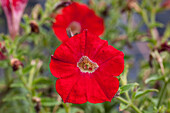 Petunia' Cascadias Deep Red'