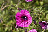 Petunia hybr. Cascadias Purple Spark