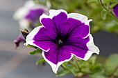 Petunia 'Cascadias Violet Skirt
