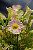 Petunia Crazytunia® 'Kermit Piggy'